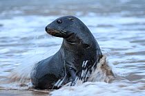 New Zealand sea lion (Phocarctos hookeri) sub adult male at the Sandy Bay colony, Enderby Island, Auckland Islands archipelago, New Zealand. Editorial use only. Editorial use only.