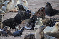 New Zealand sea lion (Phocarctos hookeri) males fighting for territory at the Sandy Bay colony, Enderby Island, Auckland Islands archipelago, New Zealand. Editorial use only. Editorial use only.