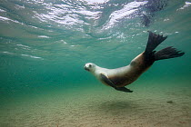 New Zealand sea lion (Phocarctos hookeri) female in the water at the Sandy Bay colony, Enderby Island, Auckland Islands archipelago, New Zealand. Editorial use only. Editorial use only.