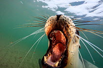 New Zealand sea lion (Phocarctos hookeri) female with mouth wide open, in the water at the Sandy Bay colony, Enderby Island, Auckland Islands archipelago, New Zealand. Editorial use only. Editorial us...