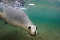 New Zealand sea lion (Phocarctos hookeri) female in the water at the Sandy Bay colony, Enderby Island, Auckland Islands archipelago, New Zealand. Editorial use only. Editorial use only.