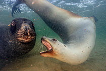 New Zealand sea lion (Phocarctos hookeri) female fighting  off male in the water, Sandy Bay colony, Enderby Island, Auckland Islands archipelago, New Zealand. Editorial use only. Editorial use only.