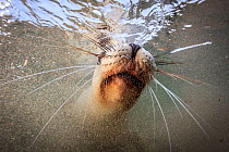 New Zealand sea lion (Phocarctos hookeri) female face  close up underwater,  Sandy Bay colony, Enderby Island, Auckland Islands archipelago, New Zealand.   Editorial use only. Editorial use only.