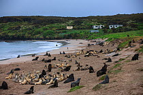 New Zealand sea lion (Phocarctos hookeri) breeding colony at Sandy Bay, Enderby Island, Auckland Islands archipelago, New Zealand. Editorial use only. Editorial use only.
