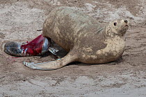 New Zealand sea lion (Phocarctos hookeri) female giving birth at the Sandy Bay colony, Enderby Island, Auckland Islands archipelago, New Zealand. Editorial use only. Editorial use only.