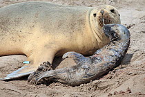 New Zealand sea lion (Phocarctos hookeri) female with newborn pup, Sandy Bay colony, Enderby Island, Auckland Islands archipelago, New Zealand. Editorial use only. Editorial use only.