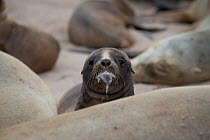 New Zealand sea lion (Phocarctos hookeri) pup feeding at the Sandy Bay colony, Enderby Island, Auckland Islands archipelago, New Zealand. Editorial use only. Editorial use only.