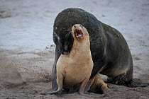 New Zealand sea lion (Phocarctos hookeri) adult male chases down a female at the Sandy Bay colony, Enderby Island, Auckland Islands, New Zealand. Editorial use only. Editorial use only.
