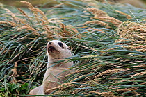 New Zealand sea lion (Phocarctos hookeri) female hiding in grasses at Derry Castle Reef, Enderby Island, Auckland Islands archipelago, New Zealand. Editorial use only. Editorial use only.