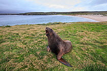 New Zealand sea lion (Phocarctos hookeri) sub adult male at the Sandy Bay colony, Enderby Island, Auckland Islands archipelago, New Zealand. Editorial use only. Editorial use only.