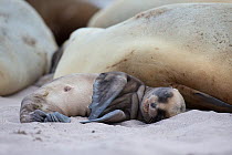 New Zealand sea lion (Phocarctos hookeri) pup sleeping at Sandy Bay, Enderby Island, Auckland Islands archipelago, New Zealand. Editorial use only. Editorial use only.