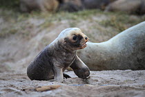 New Zealand sea lion (Phocarctos hookeri) pup at Sandy Bay, Enderby Island, Auckland Islands archipelago, New Zealand. Editorial use only. Editorial use only.