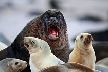 New Zealand sea lion (Phocarctos hookeri) male interaction with female at breeding colony at Sandy Bay, Enderby Island, Auckland Islands archipelago, New Zealand. Editorial use only. Editorial use onl...