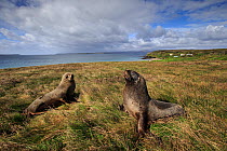 New Zealand sea lion (Phocarctos hookeri) sub adult males at the Sandy Bay colony, Enderby Island, Auckland Islands archipelago, New Zealand. Editorial use only. Editorial use only.