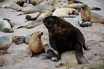New Zealand sea lion (Phocarctos hookeri) pup is crushed under male's flipper and later dies from the injuries sustained by mating adults at the Sandy Bay colony, Enderby Island, Auckland Islands arch...
