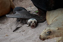 New Zealand sea lion (Phocarctos hookeri) pup is crushed and later died from the injuries sustained by mating adults at the Sandy Bay colony, Enderby Island, Auckland Islands archipelago, New Zealand....