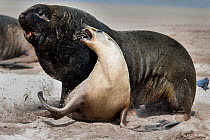 New Zealand sea lion (Phocarctos hookeri) male chasing down a female to mate at the Sandy Bay colony, Enderby Island, Auckland Islands, New Zealand. Editorial use only. Editorial use only.