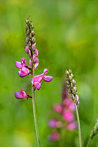 Common sainfoin (Onobrychis viciifolia / Onobrychis sativa) in flower in meadow, Gran Paradiso National Park, Italy, June