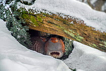 Grey partridges / English partridge (Perdix perdix) pair seeking shelter under log in the snow in winter during freezing cold weather, Bavarian Forest National Park, Germany, captive, February.
