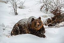 Brown bear (Ursus arctos) leaving den during snow shower in spring after wintering in hole in the ground, Bavarian Forest National Park, Germany, captive. February.