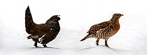 Western capercaillie  (Tetrao urogallus) female and male displaying tail during courting season in the snow in winter, Bavarian Forest National Park, Germany, captive, February, digital composite