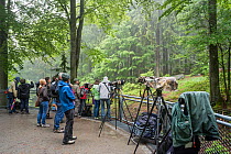 Nature photographers and tourists waiting at the wolf enclosure to photograph wolves in the Tierfreigelande, open-air animal park near Neuschonau in the Bavarian Forest National Park / Nationalpark Ba...
