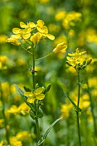 Field mustard (Brassica rapa subsp. oleifera) in flower, Belgium, June