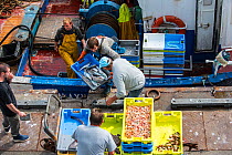 Fishermen on board of trawler fishing boat unloading catch along quay of the fish auction market, Brittany, France. September 2015