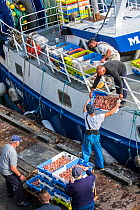 Fishermen on board of trawler fishing boat unloading catch along quay of the fish auction market, Brittany, France, September 2015