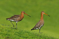 Black tailed godwit (Limosa limosa) two on lawn, in summer plumage, Oman, April. Composite image.