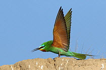Blue cheeked bee eater (Merops persicus) displaying, Oman, April