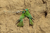Blue cheeked bee eater (Merops persicus) pair in colony, Oman, April