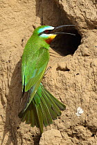 Blue cheeked bee eater (Merops persicus) at nest entrance, Oman, April