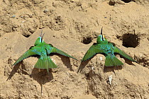 Blue cheeked bee eater (Merops persicus) two sunning, Oman, April