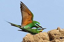 Blue cheeked bee eater (Merops persicus) copulation, Oman, April