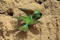 Blue cheeked bee eater (Merops persicus) fighting between pair at nesthole and intruder, Oman, April