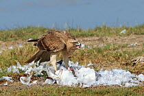 Bonelli's eagle (Aquila fasciata) feeding on prey, a Pallas's gull, Oman, February
