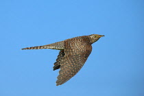 Common cuckoo (Cuculus canorus) in flight, Oman, November