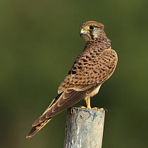 Common kestrel (Falco tinnunculus) female perched, Oman, November