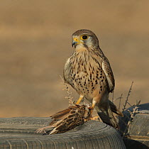 Common kestrel (Falco tinnunculus) female with prey, small bird, Oman, February