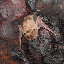 Egyptian tomb bat (Taphozous perforatus) roosting, Oman, November