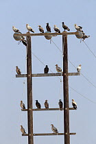 Egyptian vulture (Neophron percnopterus) flock on telegraph pole, Oman, October
