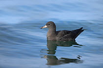 Flesh footed shearwater (Puffinus carneipes) on the water, Oman, May