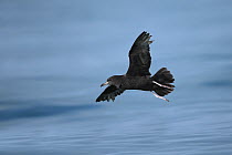 Flesh footed shearwater (Puffinus carneipes) in flight, Oman, May