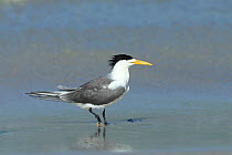 Greater crested tern (Thalasseus bergii) walking in shallow water, Oman, May