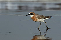 Greater sand plover (Charadrius leschenaultii) getting into breeding plumage, Oman, February