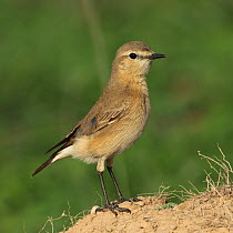 Isabelline wheatear (Oenanthe isabellina) Oman, March