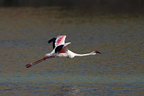 Lesser flamingo (Phoeniconaias minor) in flight, Oman, January