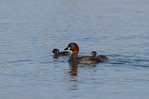 Little grebe (Tachybaptus ruficollis) adult with chicks, Oman, February