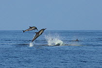 Long beaked common dolphin (Delphinus capensis tropicalis) two breaching, Oman, December